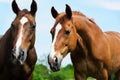 horse with long mane on pasture against beautiful blue sky Royalty Free Stock Photo