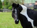 horse with long mane on pasture against beautiful blue sky Royalty Free Stock Photo