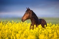 Horse with long mane on rape field