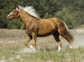 Horse with a long white mane stands on the field Royalty Free Stock Photo