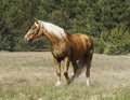 horse with a long white mane stands on the field Royalty Free Stock Photo