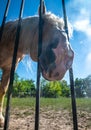 Horse look beind metal fense sun nature Royalty Free Stock Photo