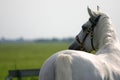 Horse looking away Royalty Free Stock Photo