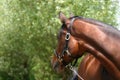 Horse looking back Royalty Free Stock Photo