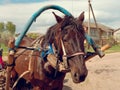 Horse harness large portrait of a country horse Royalty Free Stock Photo