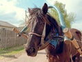 Horse harness large portrait of a country horse Royalty Free Stock Photo