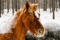 Horse looking at the camera, close up. Horse with snow on his back in winter forest. Rural landscape. Royalty Free Stock Photo