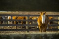 Horse looking through fence