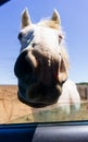 a horse looking through an open car window Royalty Free Stock Photo