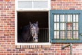 a horse looking out of a brick barn window Royalty Free Stock Photo
