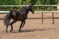 Horse looking out from his stable Royalty Free Stock Photo