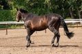 Horse looking out from his stable Royalty Free Stock Photo