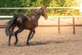 Horse looking out from his stable Royalty Free Stock Photo