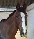 Horse looking out of stable.