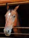 Horse looking out of a stall Royalty Free Stock Photo