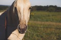 Horse portrait on rural ranch