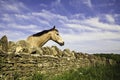 Horse looking over dry stone wall