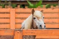 Horse looking over a Fence