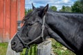 Horse Looking Over Fence by Red Barn Royalty Free Stock Photo