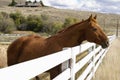 Horse looking over white corral fence Royalty Free Stock Photo