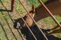 Horse looking for something special under the fence Royalty Free Stock Photo