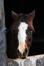 Horse looking through stall Royalty Free Stock Photo
