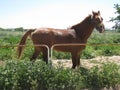 Horse looking at you Royalty Free Stock Photo