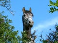 Horse looking at you Royalty Free Stock Photo