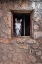 The horse looks out the window of the canopy Royalty Free Stock Photo