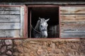 The horse looks out the window of the canopy Royalty Free Stock Photo