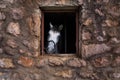 The horse looks out the window of the canopy Royalty Free Stock Photo