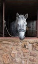 The horse looks out the window of the canopy Royalty Free Stock Photo