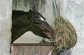 Horse in Loose box eating Hay Royalty Free Stock Photo