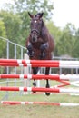 Horse loose jumping on breeders event outdoors