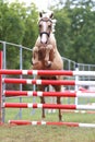 Horse loose jumping on breeders event outdoors