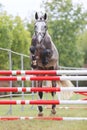 Horse loose jumping on breeders event outdoors