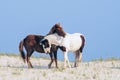 A Pair of Wild Ponies Caressing