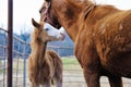 Horse family love on farm Royalty Free Stock Photo
