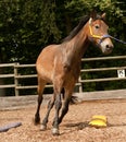 Horse lunging Royalty Free Stock Photo