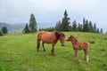 Horse on lush green meadow against grey sky and foggy mountains. Ukraine. Royalty Free Stock Photo