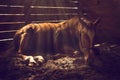 Horse lying down in stall Royalty Free Stock Photo