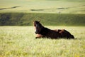 Horse lying in grass Royalty Free Stock Photo