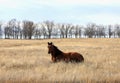 Horse lying on the grass Royalty Free Stock Photo