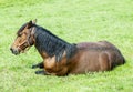 Horse lying in the grass Royalty Free Stock Photo