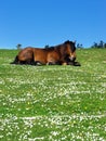 Horse lying on grass with daisies