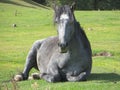 Horse lying on the grass Royalty Free Stock Photo