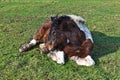 Horse lying on a meadow