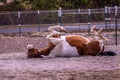 A horse lying and rolling on a back with hooves up Royalty Free Stock Photo