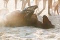 Horse lying in the sand