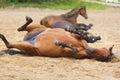 Horse lying in the sand